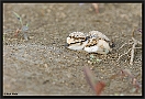 Kleine Plevier, Little Ringed Plover, Charadrius dubius Location: Wierden, the Netherlands kleine plevier MG 1257 kopie